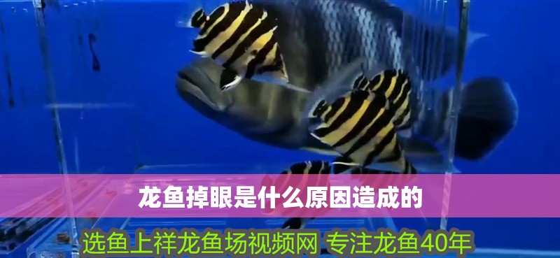 龍魚掉眼是什么原因造成的