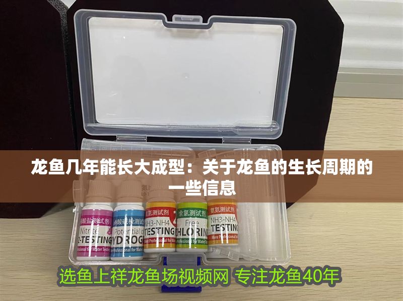 龍魚幾年能長大成型：關于龍魚的生長周期的一些信息