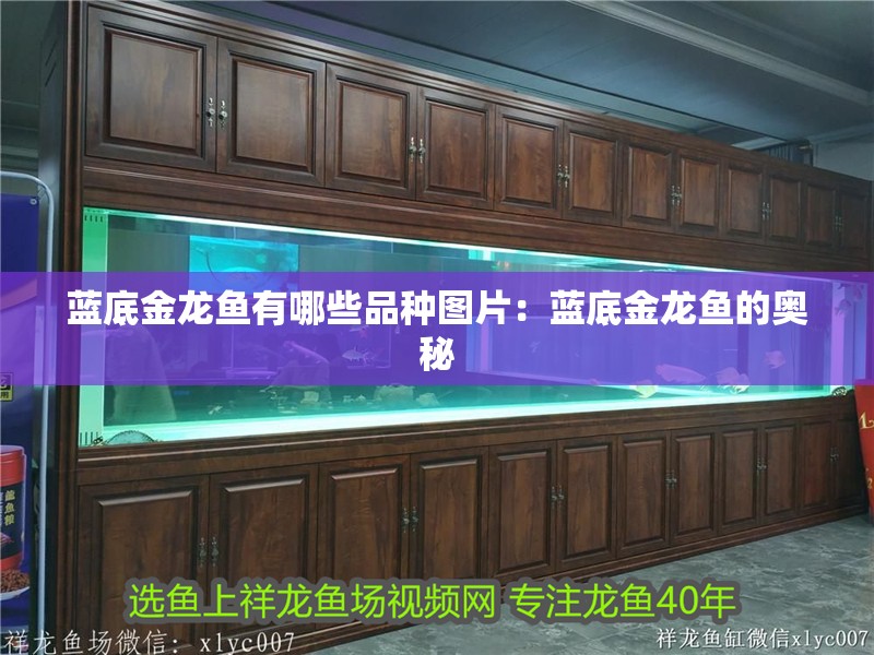 藍底金龍魚有哪些品種圖片：藍底金龍魚的奧秘