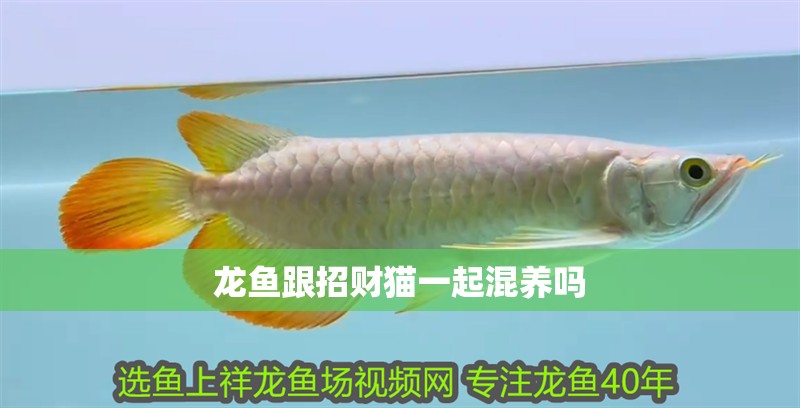 龍魚跟招財貓一起混養嗎