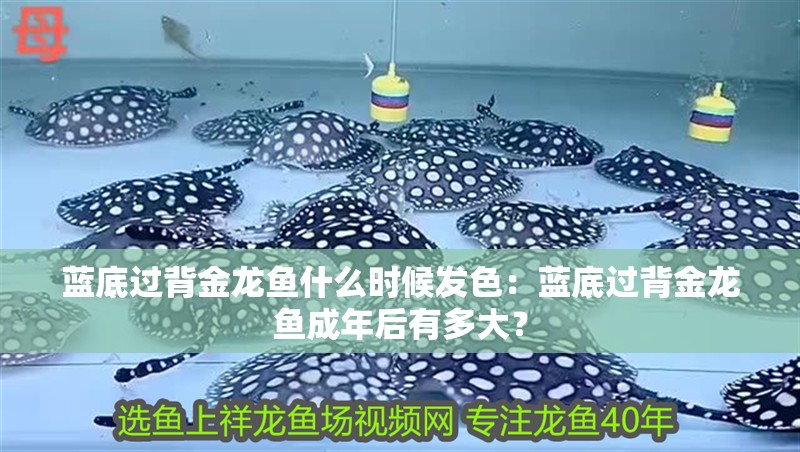 藍底過背金龍魚什么時候發色：藍底過背金龍魚成年后有多大？
