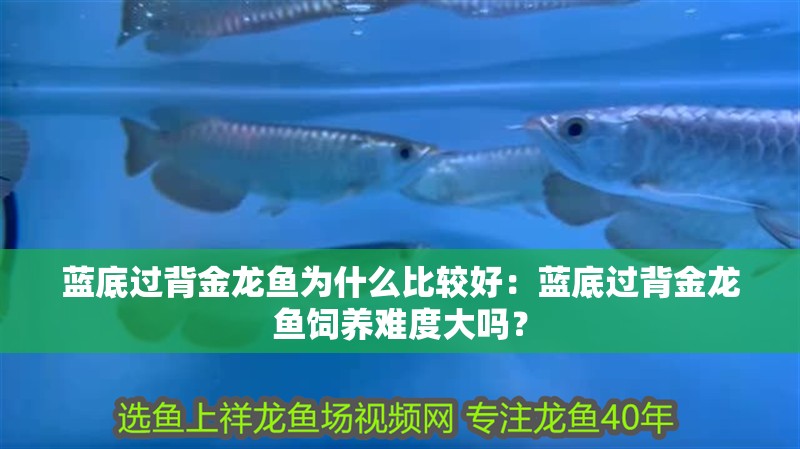 藍底過背金龍魚為什么比較好：藍底過背金龍魚飼養難度大嗎？