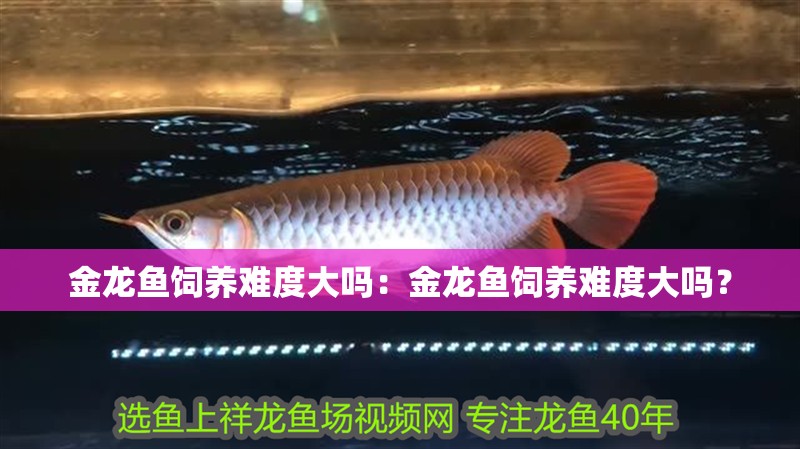 金龍魚飼養難度大嗎：金龍魚飼養難度大嗎？