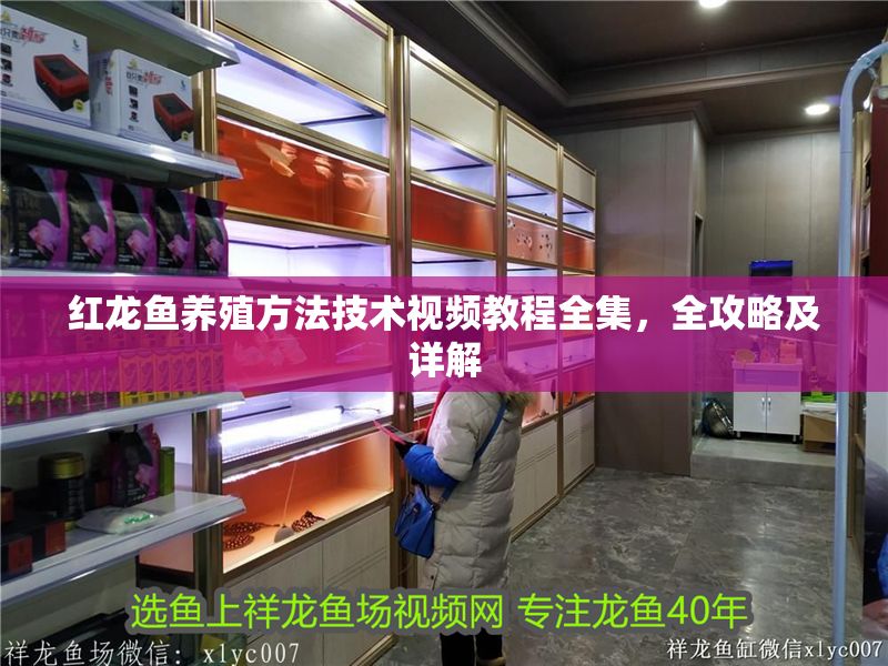 紅龍魚養(yǎng)殖方法技術視頻教程全集，全攻略及詳解