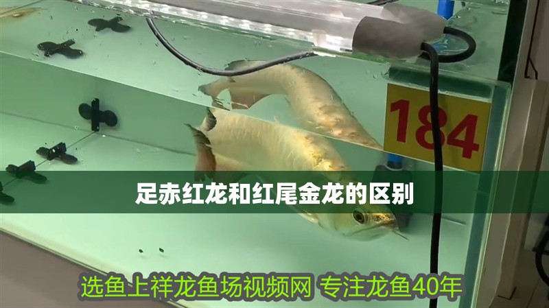 魚缸過濾器選購指南:自制魚缸過濾器魚缸上置過濾器對于養魚愛好者的必備知識 足赤紅龍和紅尾金龍的區別 龍魚百科 足赤紅龍和紅尾金龍的區別 足赤紅龍和紅尾金龍的區別 龍魚百科