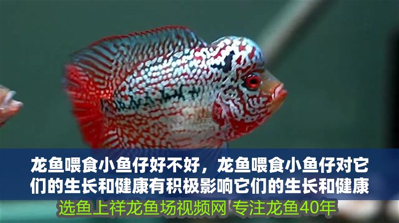 龍魚喂食小魚仔好不好，龍魚喂食小魚仔對它們的生長和健康有積極影響它們的生長和健康 龍魚喂食小魚仔好不好，龍魚喂食小魚仔對它們的生長和健康有積極影響它們的生長和健康 龍魚百科 第2張