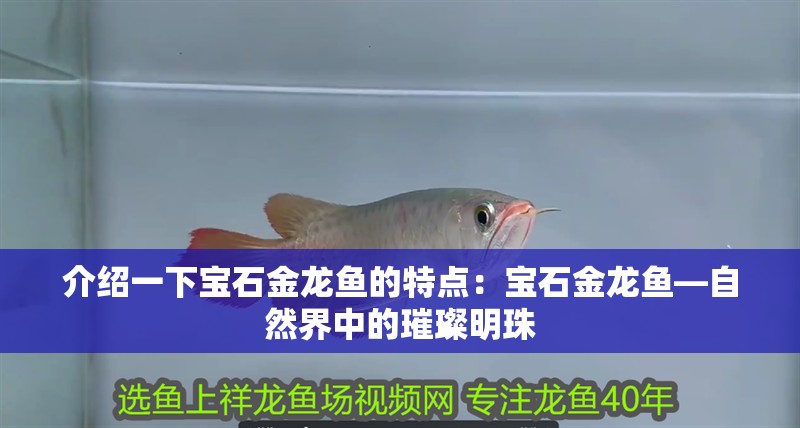 如何預(yù)防紅龍魚死亡？