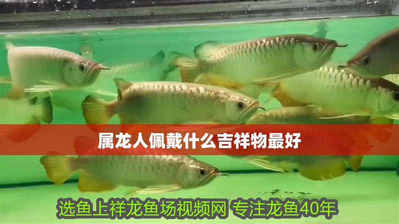 屬龍人佩戴什么吉祥物最好 屬龍人佩戴什么吉祥物最好 龍魚百科