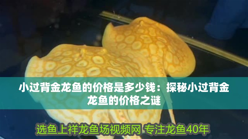 小過背金龍魚的價格是多少錢：探秘小過背金龍魚的價格之謎