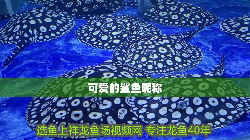 可愛的鯊魚昵稱