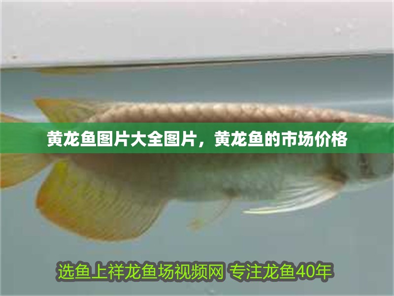 黃龍魚圖片大全圖片，黃龍魚的市場價格 黃龍魚圖片大全圖片，黃龍魚的市場價格 觀賞魚百科