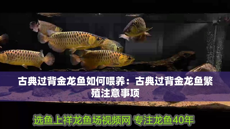 古典過背金龍魚如何喂養(yǎng)：古典過背金龍魚繁殖注意事項