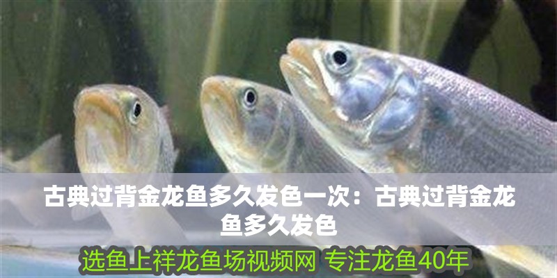 古典過(guò)背金龍魚(yú)多久發(fā)色一次：古典過(guò)背金龍魚(yú)多久發(fā)色