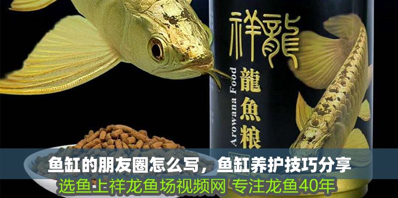 魚缸的朋友圈怎么寫，魚缸養護技巧分享