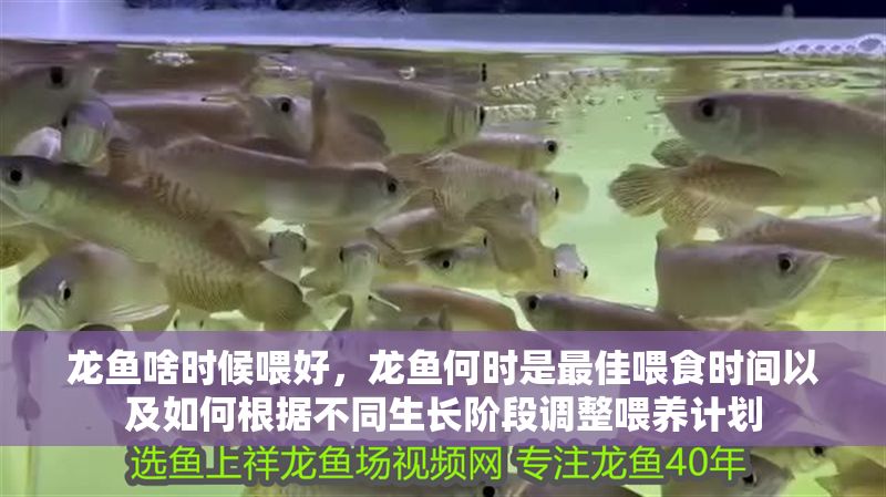 龍魚啥時候喂好，龍魚何時是最佳喂食時間以及如何根據不同生長階段調整喂養計劃