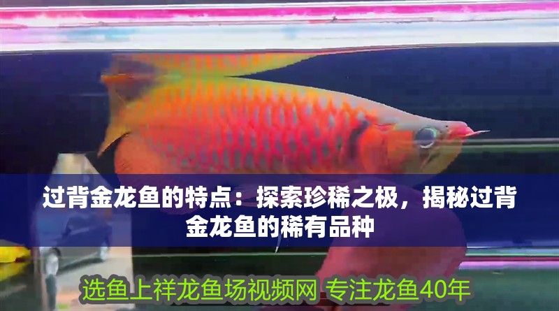 過(guò)背金龍魚的特點(diǎn)：探索珍稀之極，揭秘過(guò)背金龍魚的稀有品種