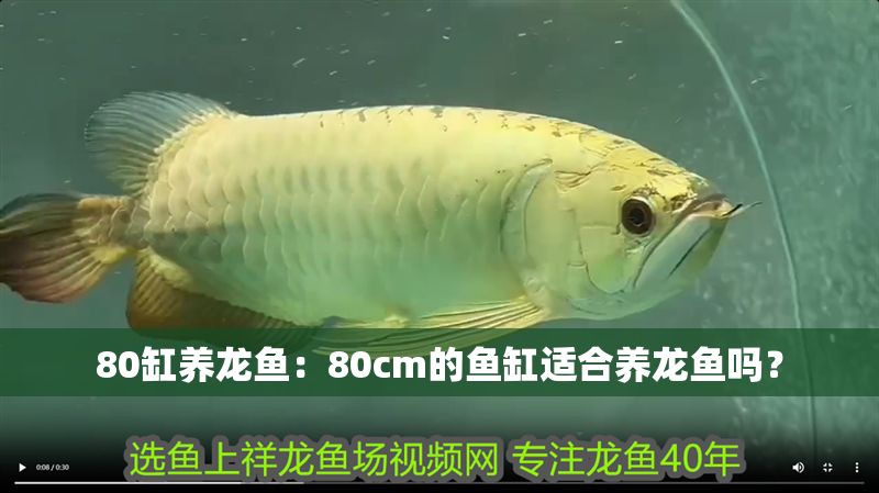 80缸養(yǎng)龍魚：80cm的魚缸適合養(yǎng)龍魚嗎？ 80缸養(yǎng)龍魚：80cm的魚缸適合養(yǎng)龍魚嗎？ 龍魚百科 第1張