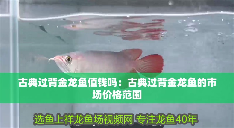 古典過背金龍魚值錢嗎：古典過背金龍魚的市場價格范圍