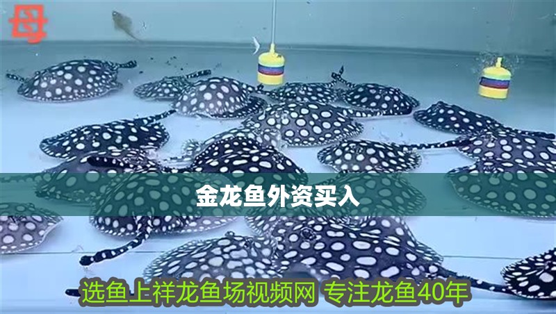 金龍魚外資買入