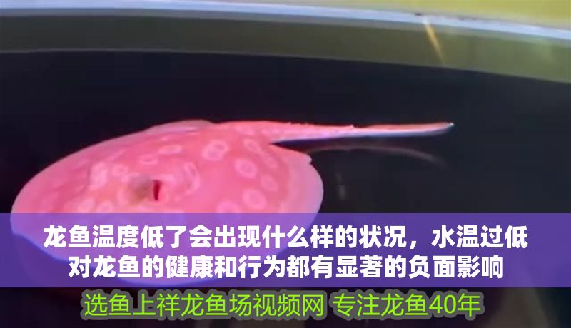 龍魚溫度低了會出現(xiàn)什么樣的狀況，水溫過低對龍魚的健康和行為都有顯著的負面影響