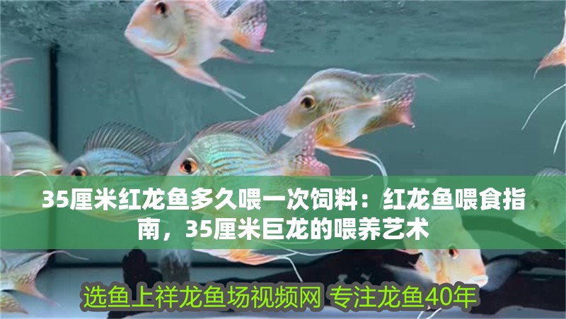 35厘米紅龍魚多久喂一次飼料：紅龍魚喂食指南，35厘米巨龍的喂養(yǎng)藝術(shù)