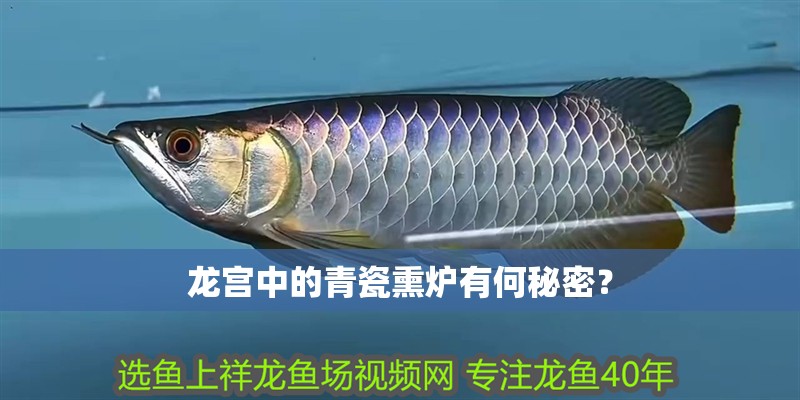 龍宮中的青瓷熏爐有何秘密？ 龍宮中的青瓷熏爐有何秘密？ 龍魚百科