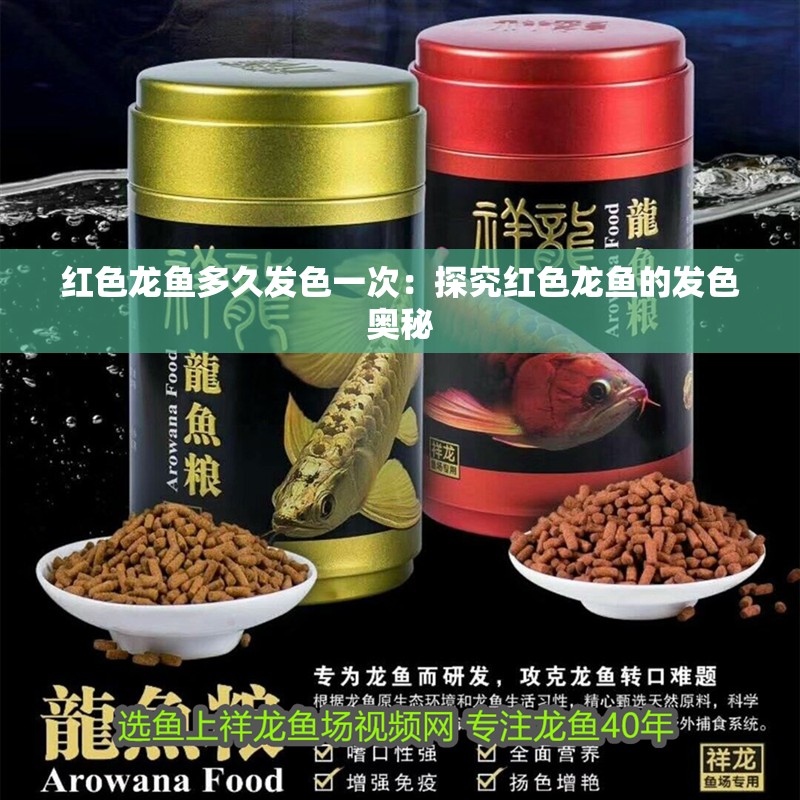 紅色龍魚(yú)多久發(fā)色一次：探究紅色龍魚(yú)的發(fā)色奧秘