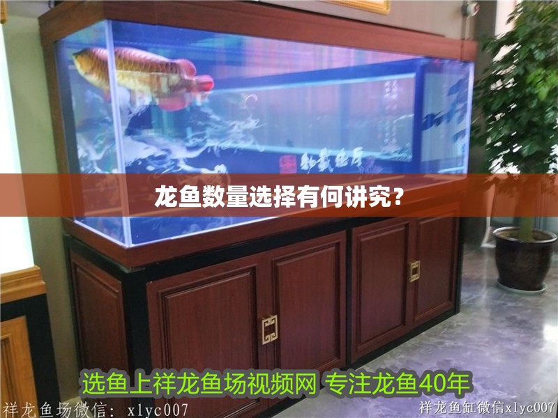 龍魚數量選擇有何講究？ 龍魚數量選擇有何講究？ 龍魚百科