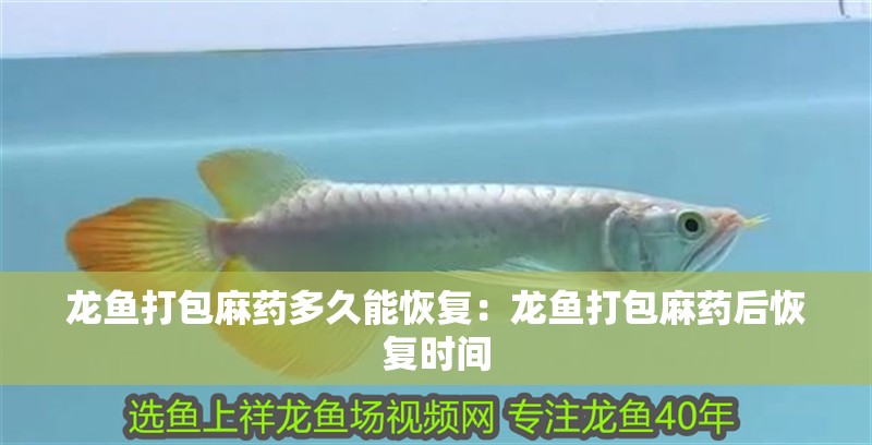 龍魚打包麻藥多久能恢復：龍魚打包麻藥后恢復時間