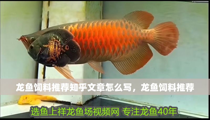 龍魚飼料推薦知乎文章怎么寫，龍魚飼料推薦 龍魚飼料推薦知乎文章怎么寫，龍魚飼料推薦 龍魚百科 第2張