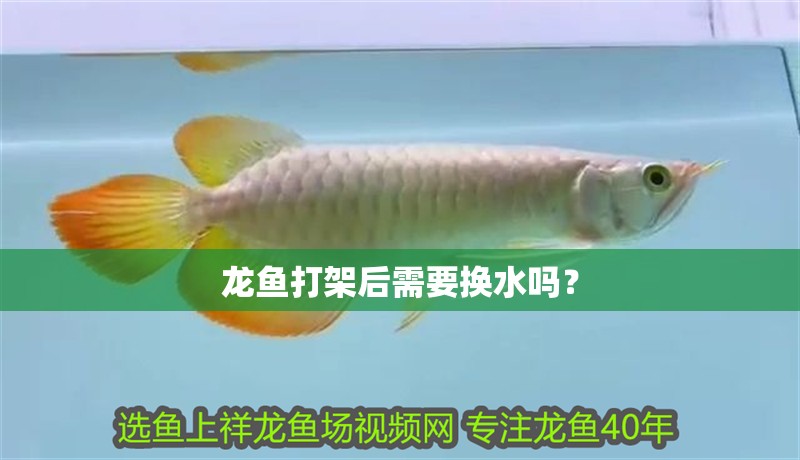 龍魚打架后需要換水嗎？