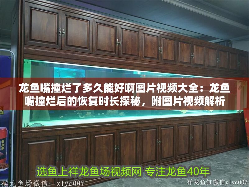 龍魚嘴撞爛了多久能好啊圖片視頻大全：龍魚嘴撞爛后的恢復(fù)時長探秘，附圖片視頻解析