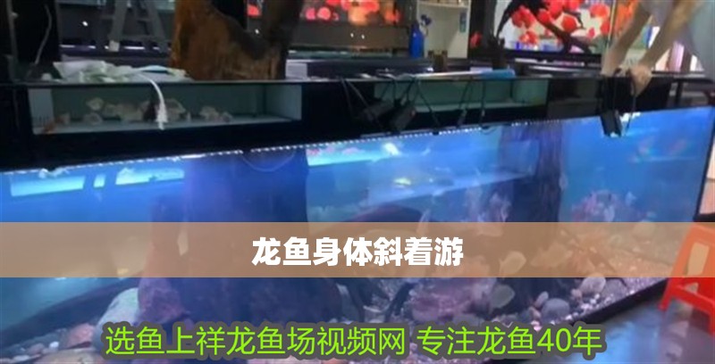 龍魚身體斜著游