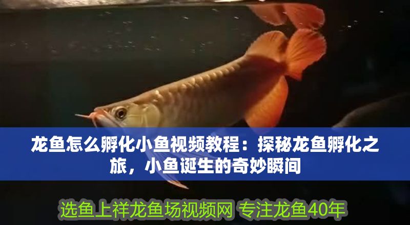 龍魚怎么孵化小魚視頻教程：探秘龍魚孵化之旅，小魚誕生的奇妙瞬間