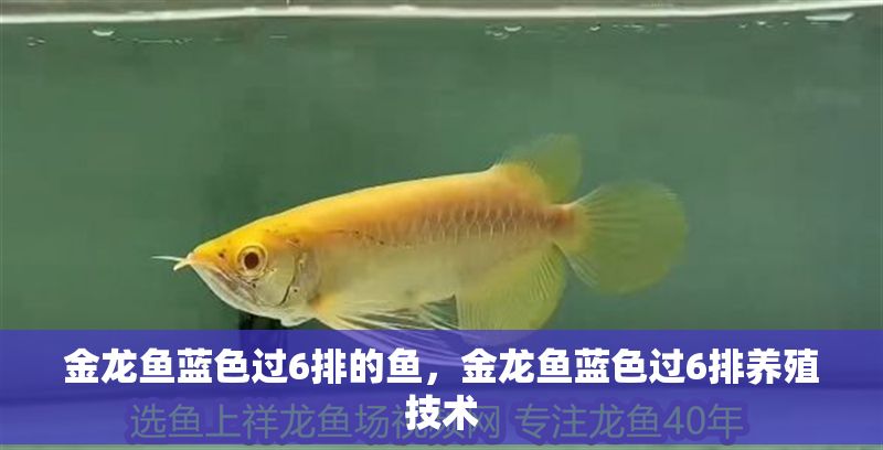 金龍魚藍色過6排的魚，金龍魚藍色過6排養殖技術
