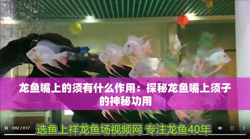龍魚嘴上的須有什么作用：探秘龍魚嘴上須子的神秘功用