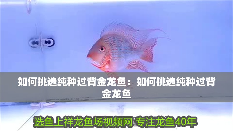 如何挑選純種過背金龍魚：如何挑選純種過背金龍魚