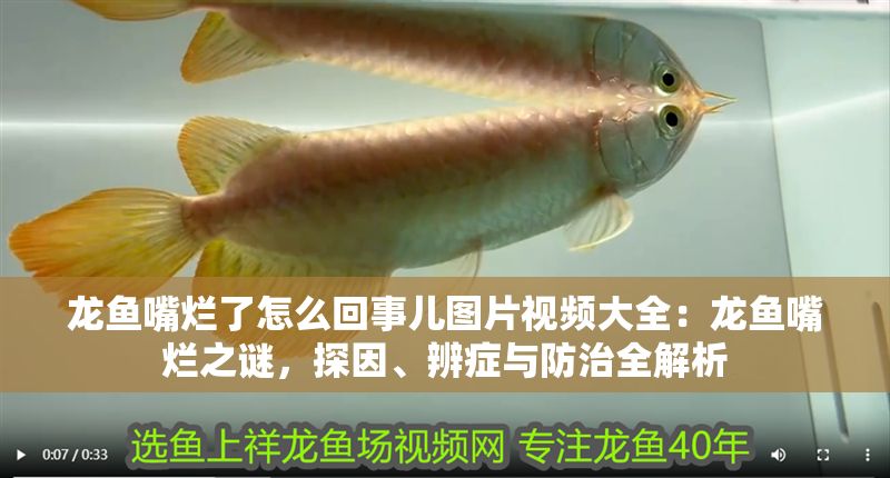 龍魚嘴爛了怎么回事兒圖片視頻大全：龍魚嘴爛之謎，探因、辨癥與防治全解析