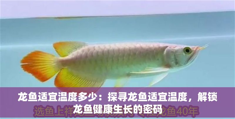 龍魚適宜溫度多少：探尋龍魚適宜溫度，解鎖龍魚健康生長的密碼