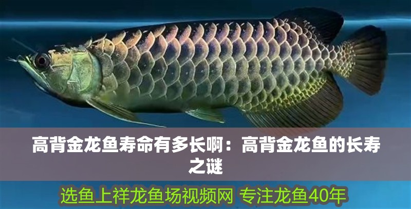 高背金龍魚壽命有多長啊：高背金龍魚的長壽之謎
