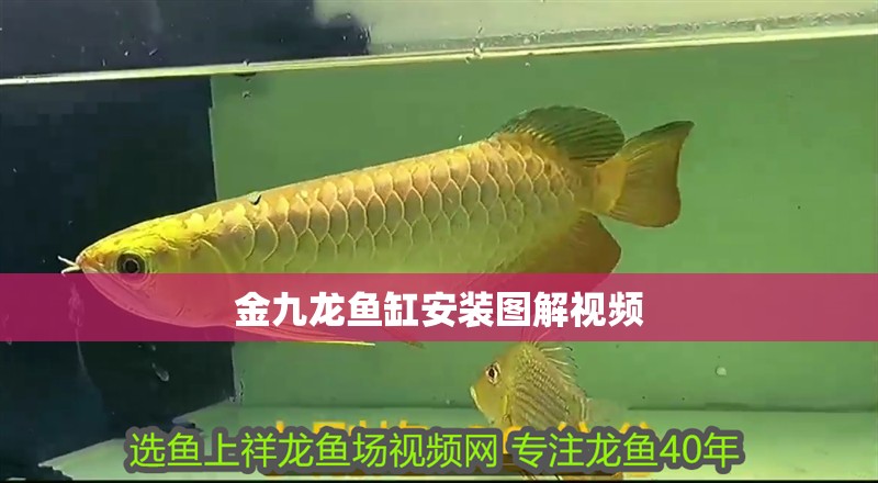魚缸過濾器選購指南:自制魚缸過濾器魚缸上置過濾器對于養魚愛好者的必備知識 金九龍魚缸安裝圖解視頻 龍魚百科 金九龍魚缸安裝圖解視頻 金九龍魚缸安裝圖解視頻 龍魚百科