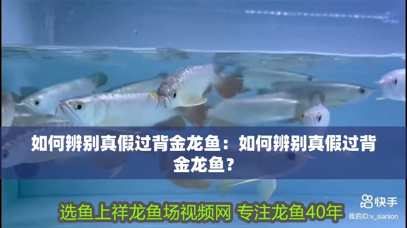 如何辨別真假過背金龍魚：如何辨別真假過背金龍魚？
