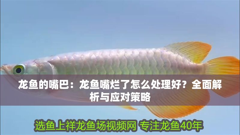 龍魚的嘴巴：龍魚嘴爛了怎么處理好？全面解析與應對策略