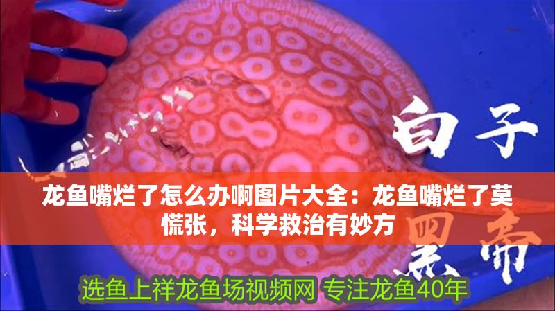 龍魚嘴爛了怎么辦啊圖片大全：龍魚嘴爛了莫慌張，科學救治有妙方 龍魚嘴爛了怎么辦啊圖片大全：龍魚嘴爛了莫慌張，科學救治有妙方 龍魚百科 第1張