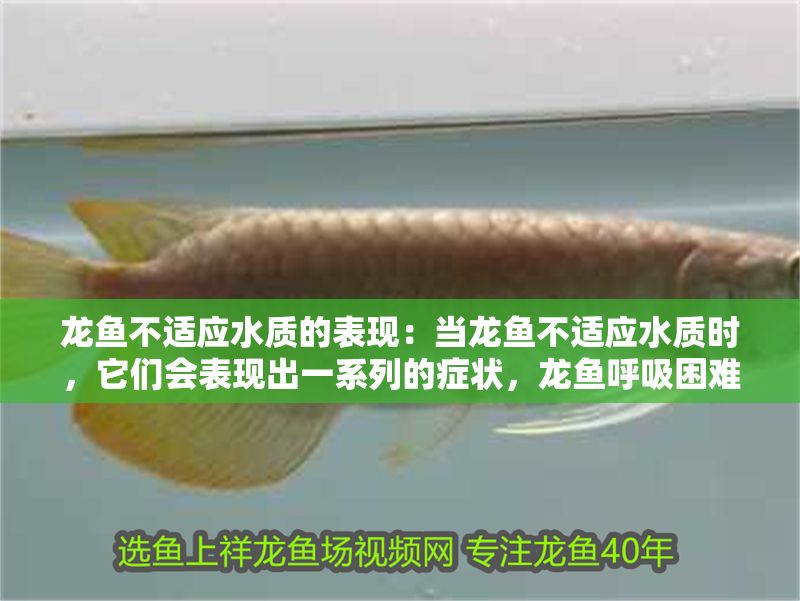 龍魚不適應水質的表現：當龍魚不適應水質時，它們會表現出一系列的癥狀，龍魚呼吸困難