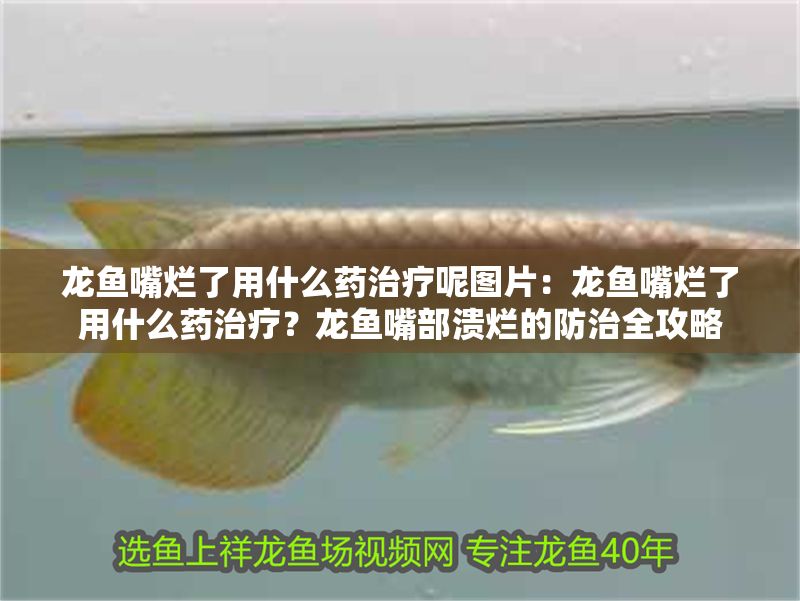 龍魚嘴爛了用什么藥治療呢圖片：龍魚嘴爛了用什么藥治療？龍魚嘴部潰爛的防治全攻略