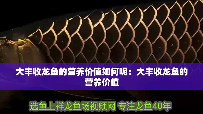 大豐收龍魚的營養(yǎng)價(jià)值如何呢：大豐收龍魚的營養(yǎng)價(jià)值