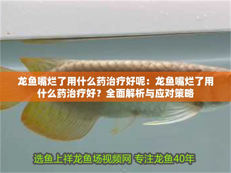 龍魚嘴爛了用什么藥治療好呢：龍魚嘴爛了用什么藥治療好？全面解析與應(yīng)對策略