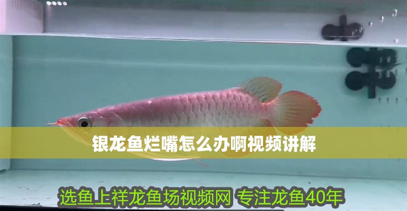 銀龍魚(yú)爛嘴怎么辦啊視頻講解