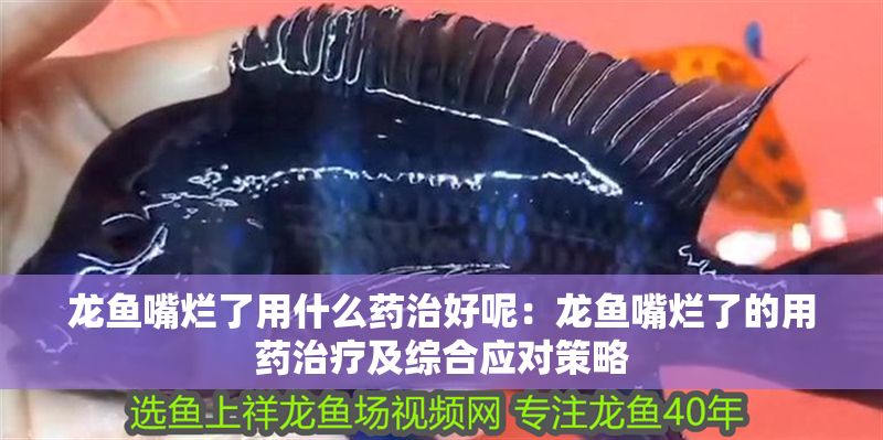 龍魚嘴爛了用什么藥治好呢：龍魚嘴爛了的用藥治療及綜合應對策略